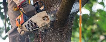 Best Arborist Consultation Services  in Lithopolis, OH