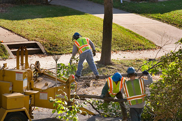 Best Emergency Tree Removal  in Lithopolis, OH